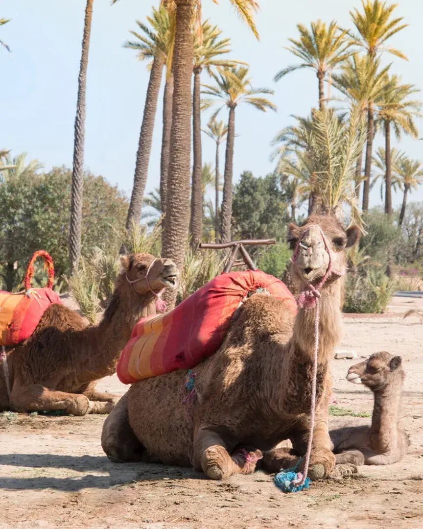 four seasons marrakech kamele