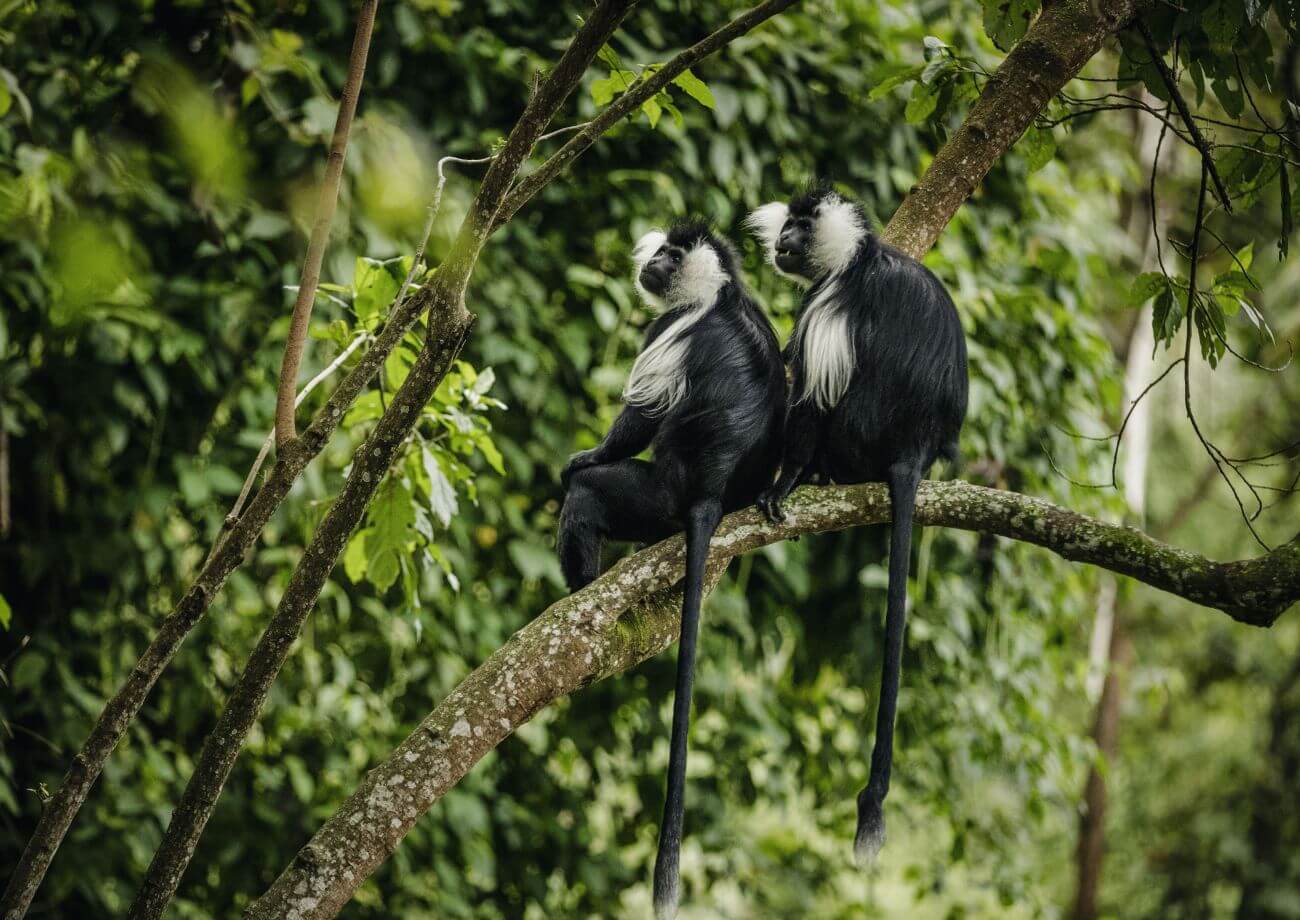 OneOnly-Nyungwe-House-Ruanda-Familienluxusreisen-Affen