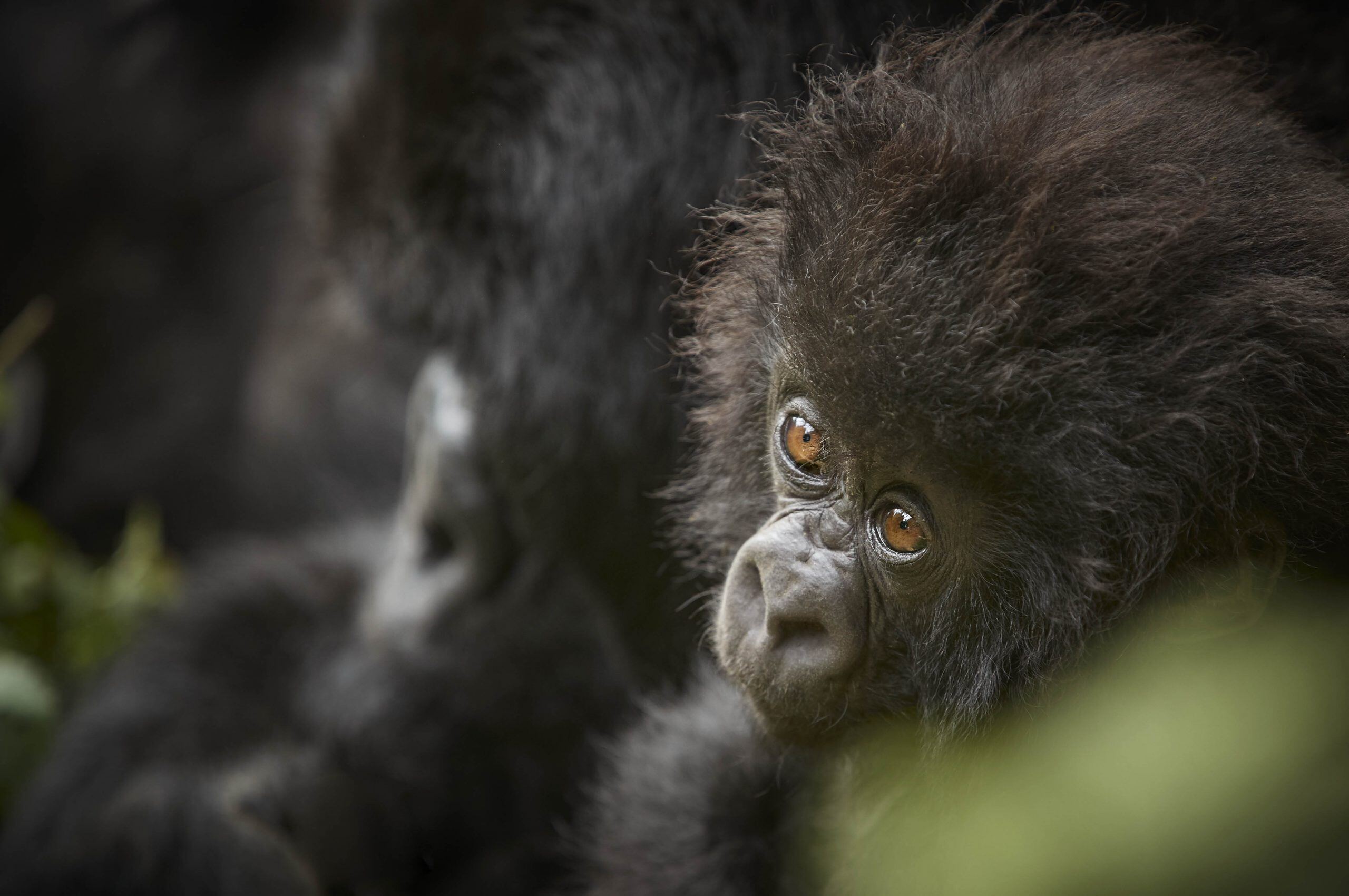 Gorillababy im Dschungel träumt vor sich hin.