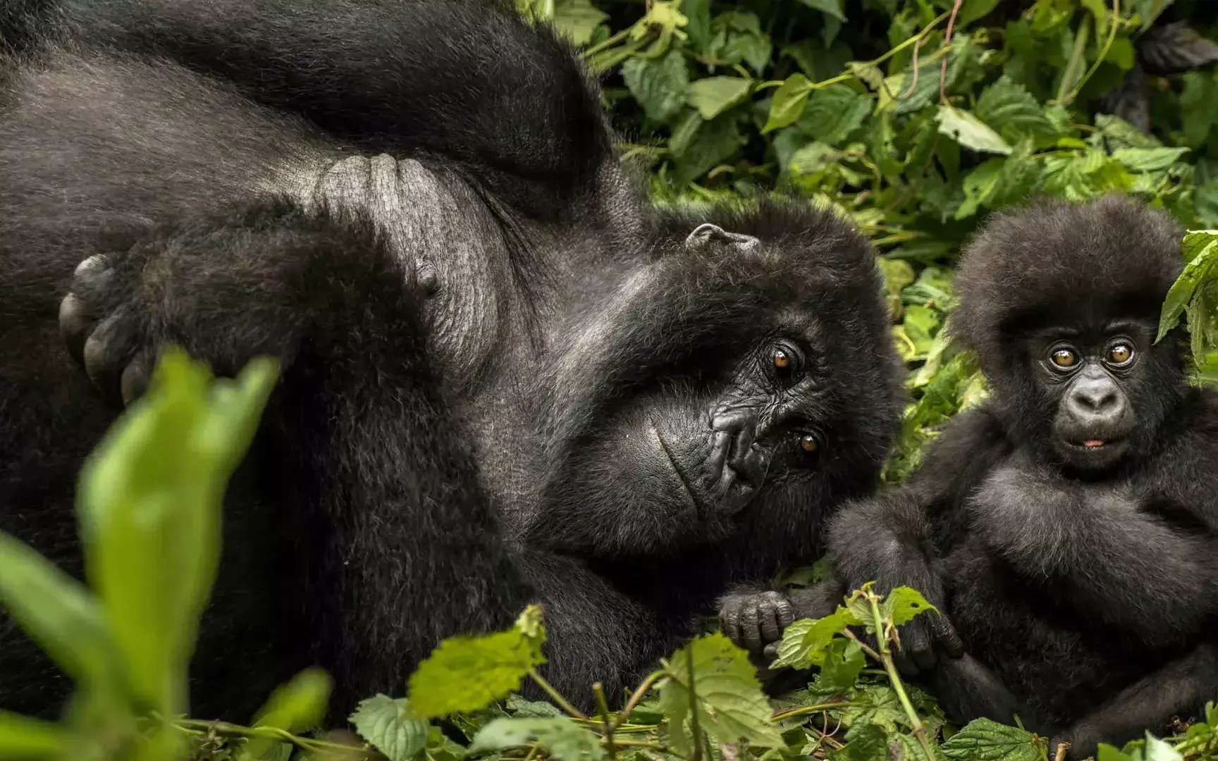 one and only gorillas nest gorillas