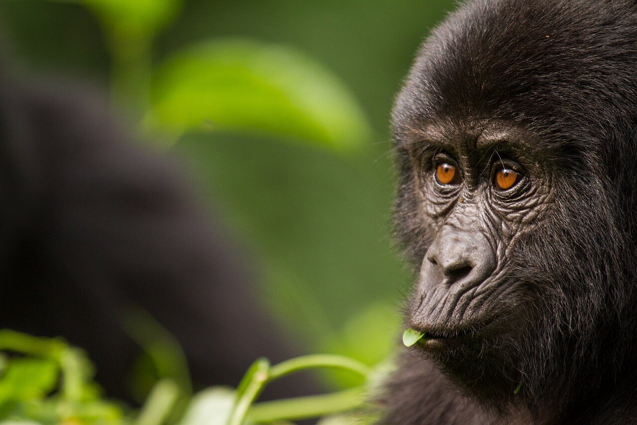 Gesicht eines Gorillas in der Nahaufnahme.