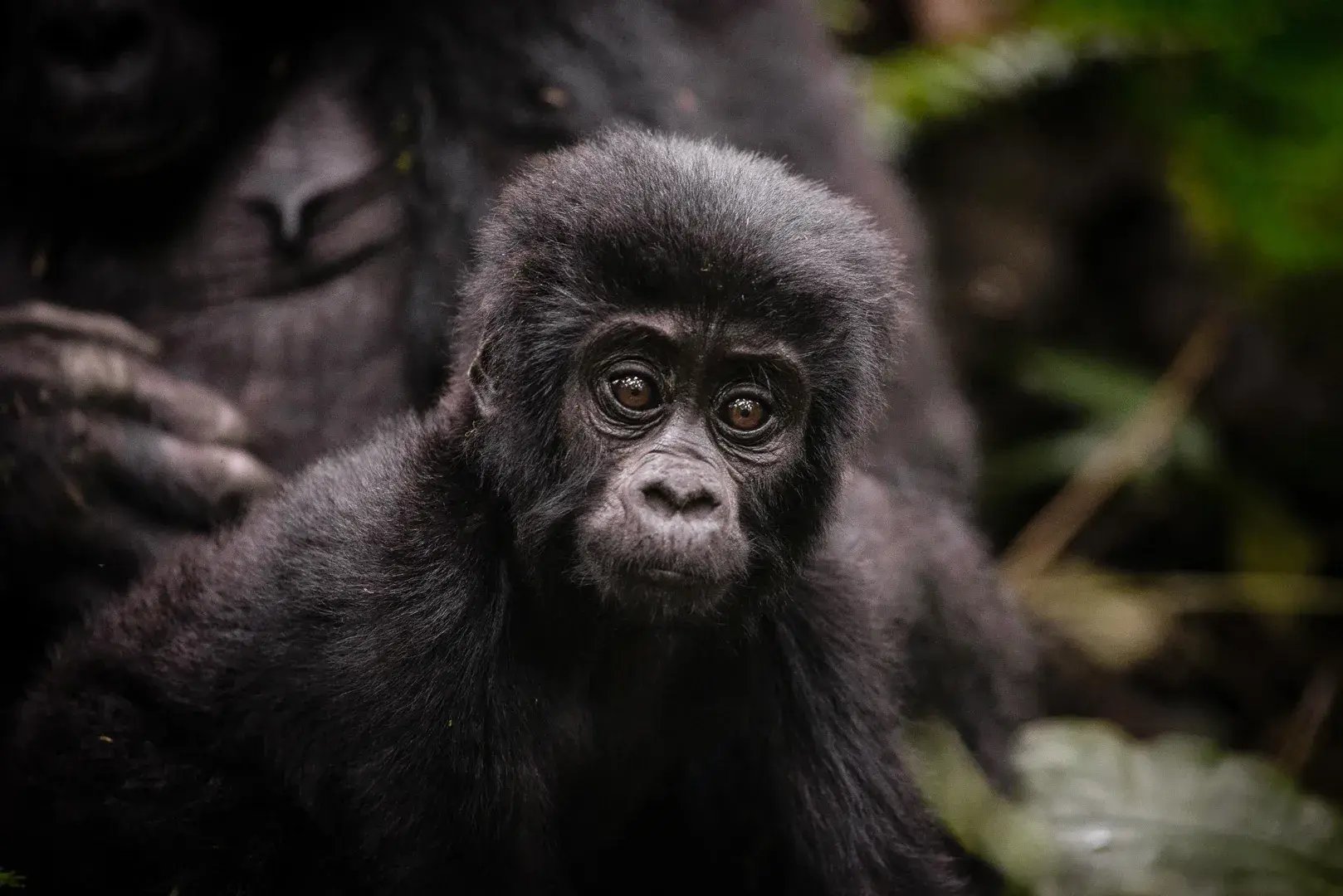 Gorillababy