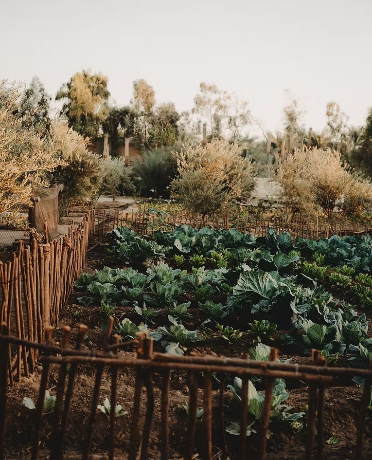 al-moudira-aegypten-familienluxusreise-thefamilyproject-farm-acker