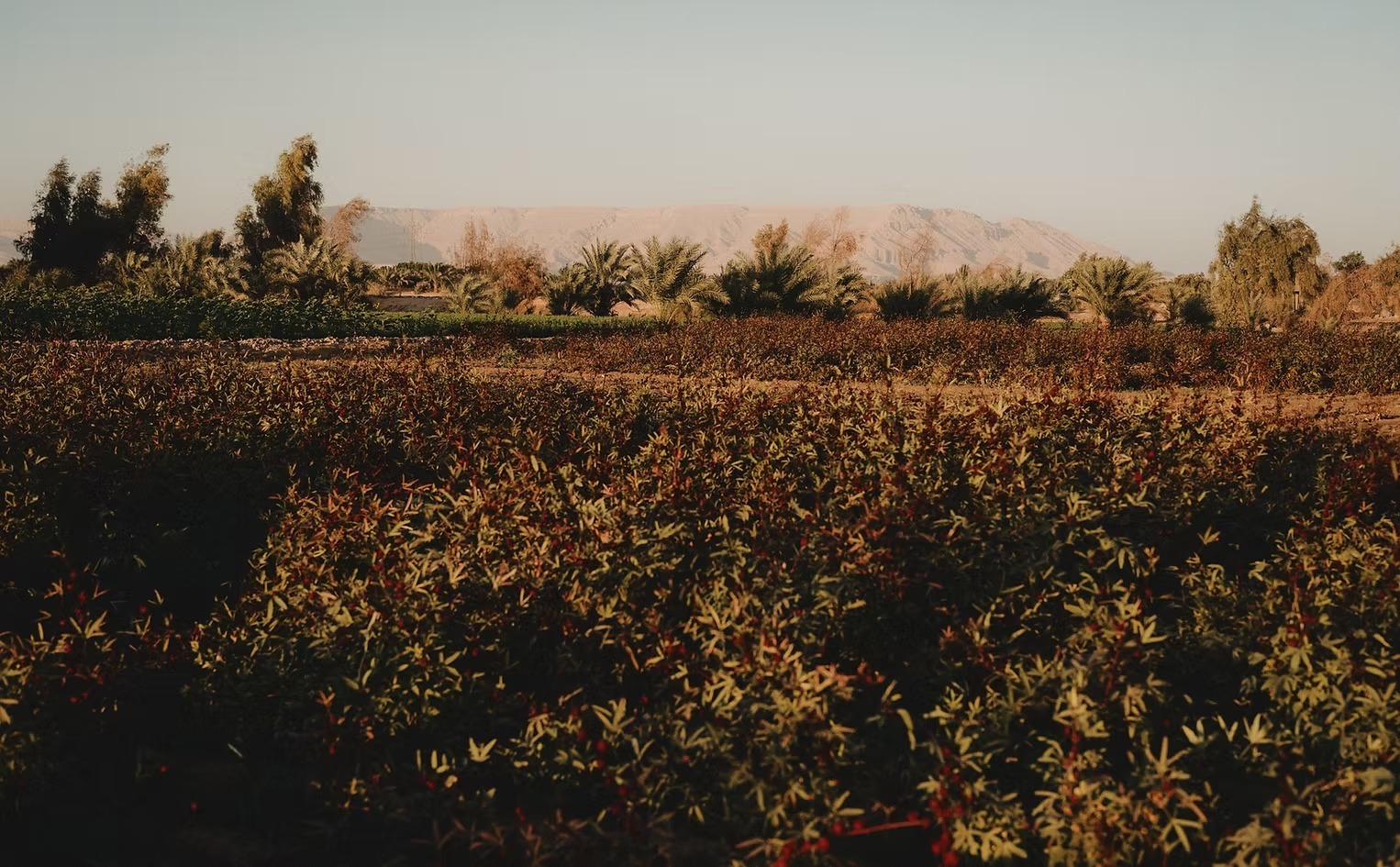 al-moudira-aegypten-familienluxusreise-thefamilyproject-hauseigene-farm