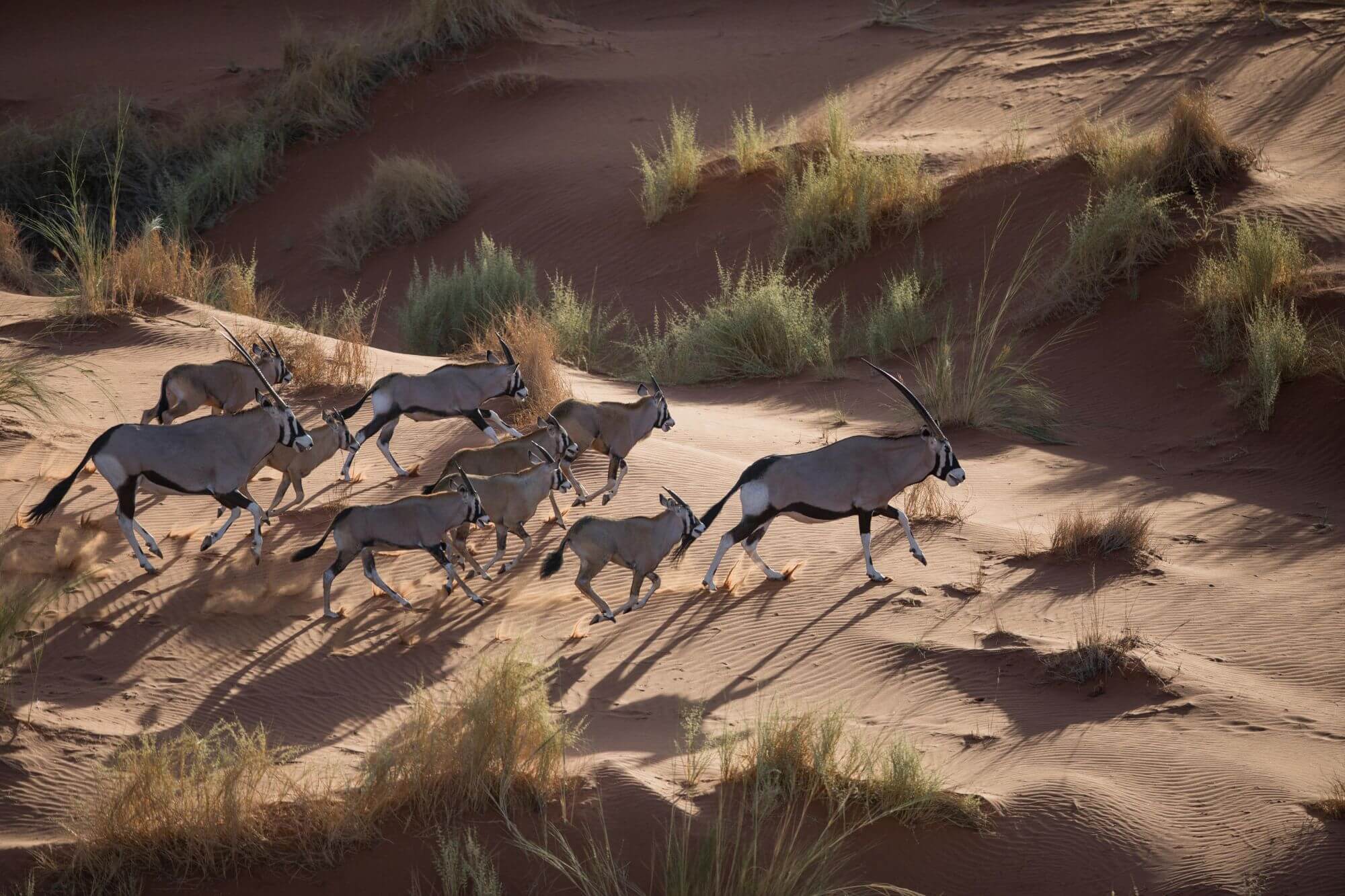 Eine Herde Oryxantilopen läuft durch die Wüste.