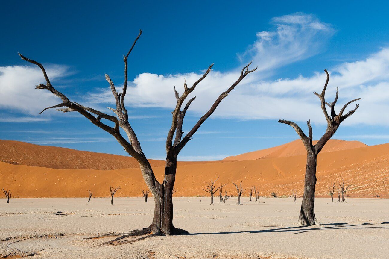 Tote Kameldornbäume im Deadvlei, im Hintergrund rote Dünen.