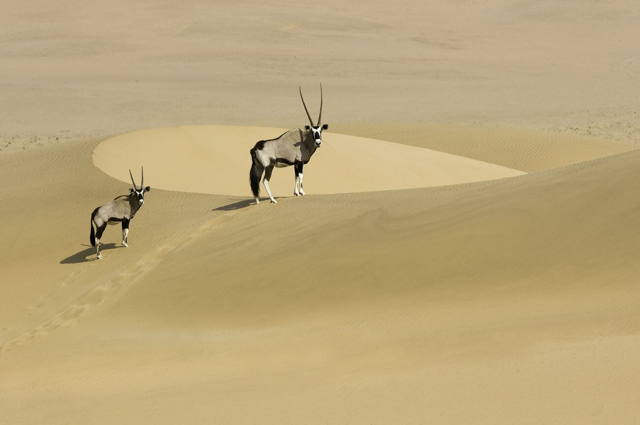 Zwei Oryxantilopen stehen in den Dünen.