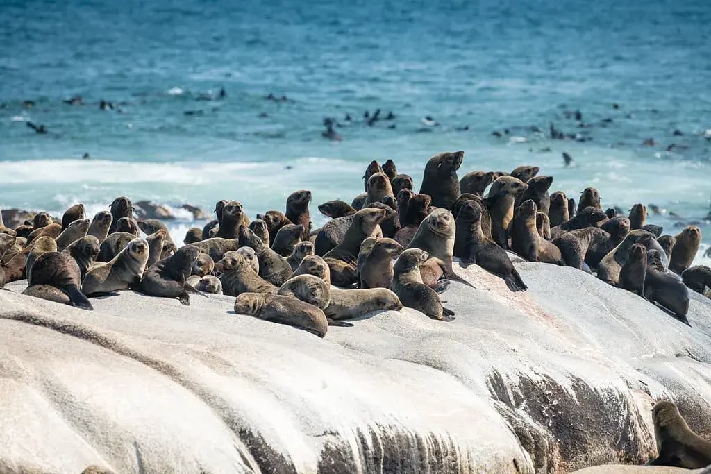 shipwreck lodge namibia robbe