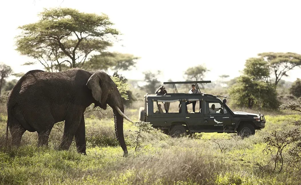 Ein Safarijeep trifft auf einen Elefanten.