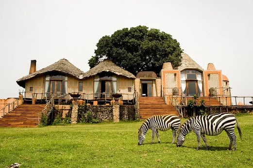 Zwei Zebras grasen vor einer Lodge.