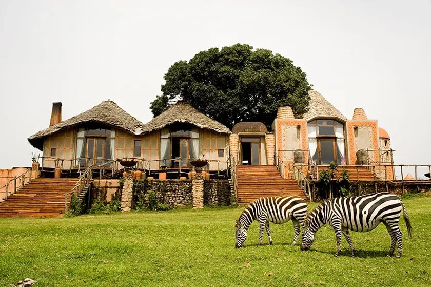 Zwei Zebras grasen vor einer Lodge.