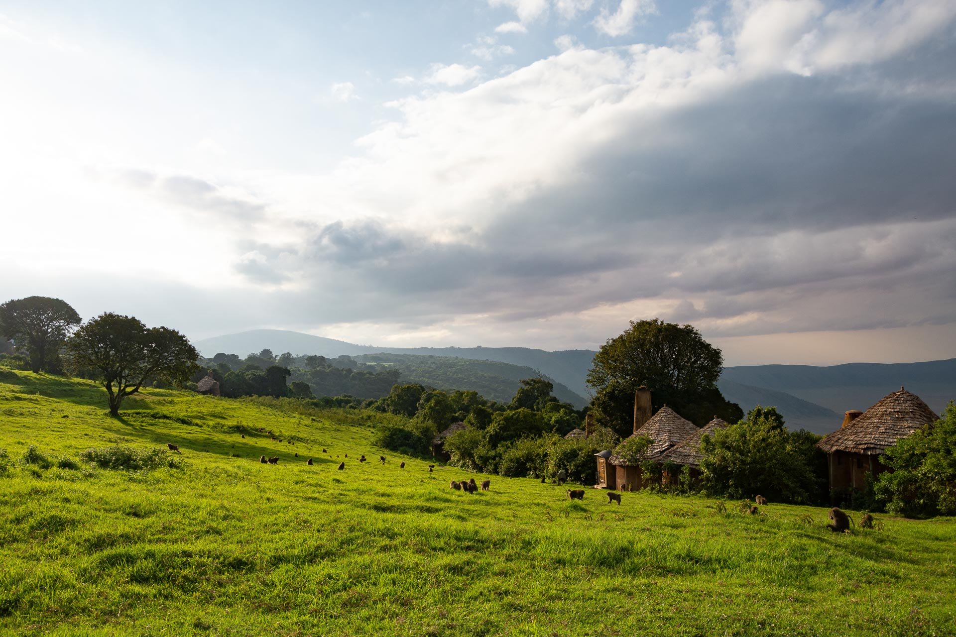 Saftig grüne Landschaft.