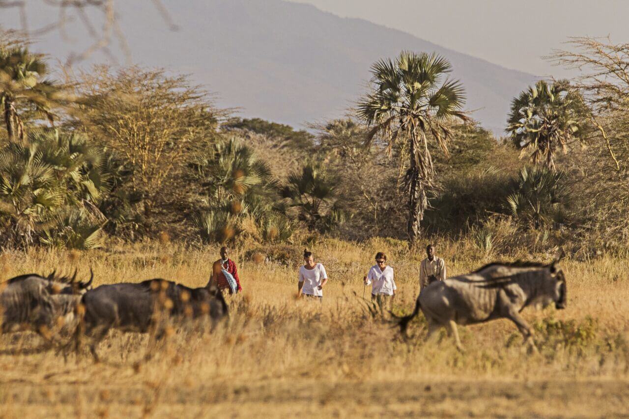 Zwei Frauen unternehmen mit zwei Guides einen Bushwalk und begegnen Gnus.