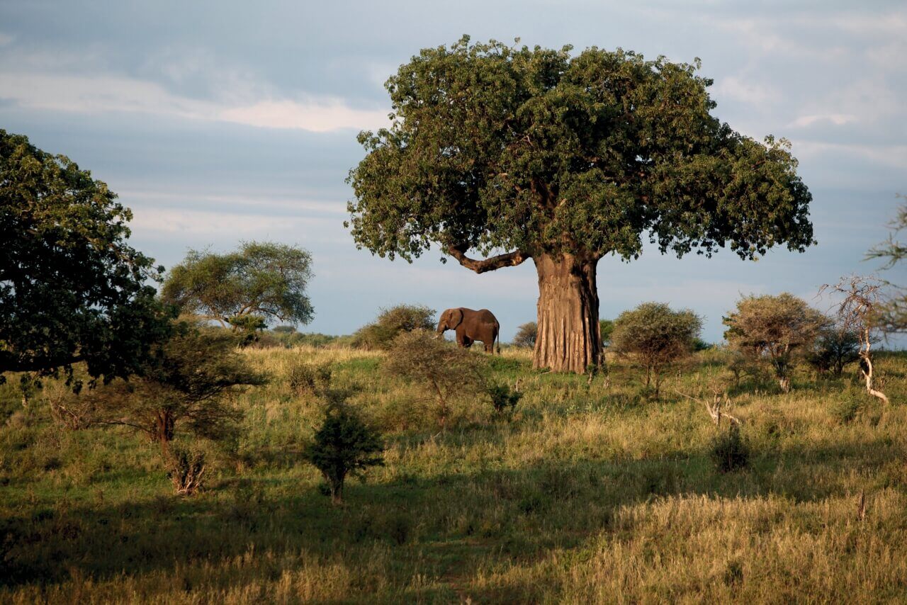 Ein Elefant steht unter einem mächtigen Baum und wirkt ganz klein.