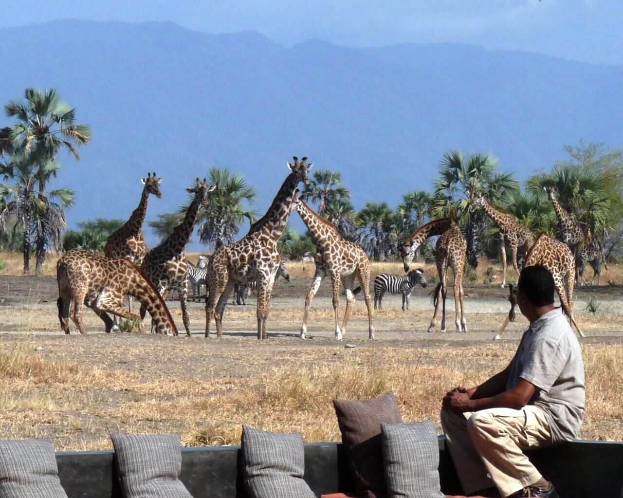 Ein Mann beobachtet vom Camp aus eine Herde Giraffen in unmittelbarer Nähe.