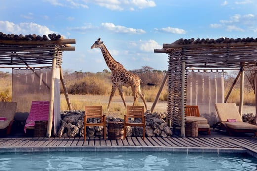 Eine Giraffe läuft am Pool eines Safaricamps vorbei.