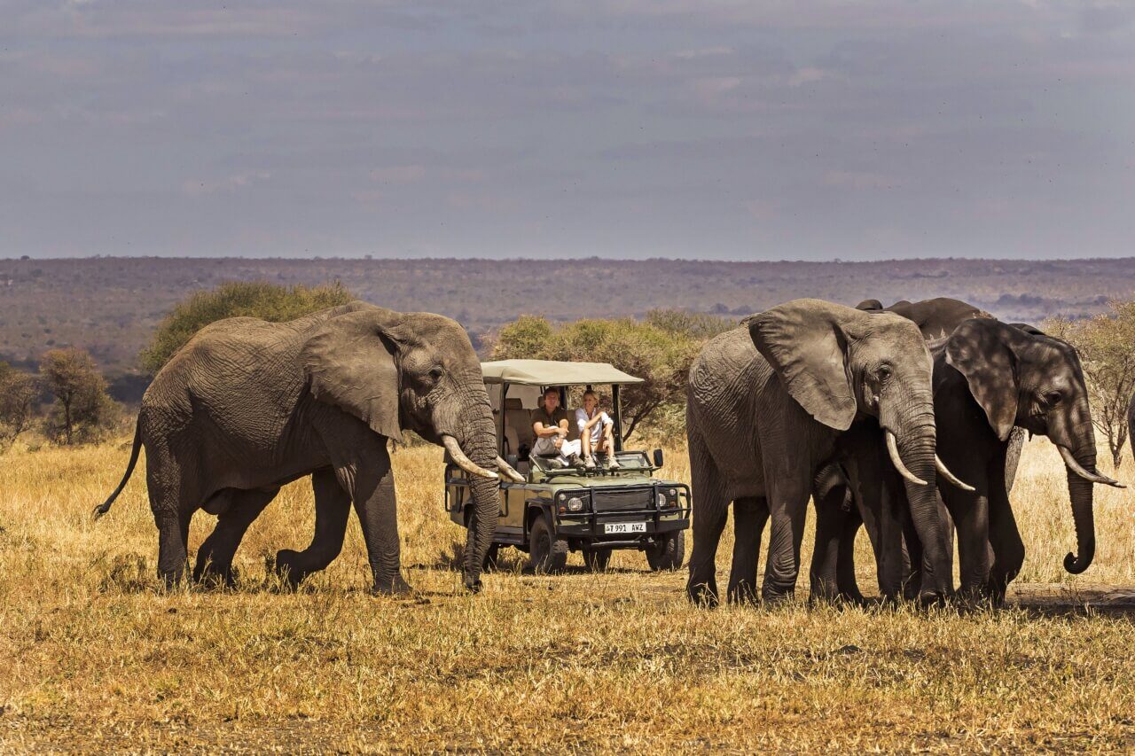 Ein Safarijeep begegnet drei beeindruckenden Elefanten.