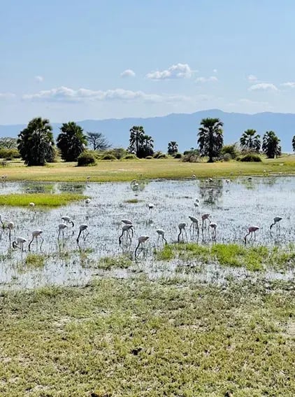 chem chem lodge tarangire tansania afrika exklusiv the family project privaterbilder flamingos