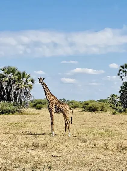 chem chem lodge tarangire tansania afrika exklusiv the family project privaterbilder giraffe