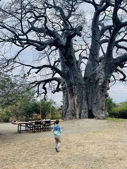 chem chem lodge tarangire tansania afrika exklusiv the family project privaterbilder kind baum