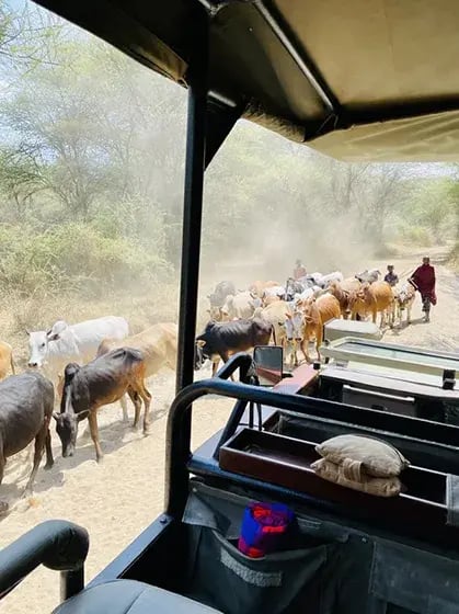 chem chem lodge tarangire tansania afrika exklusiv the family project privaterbilder safari