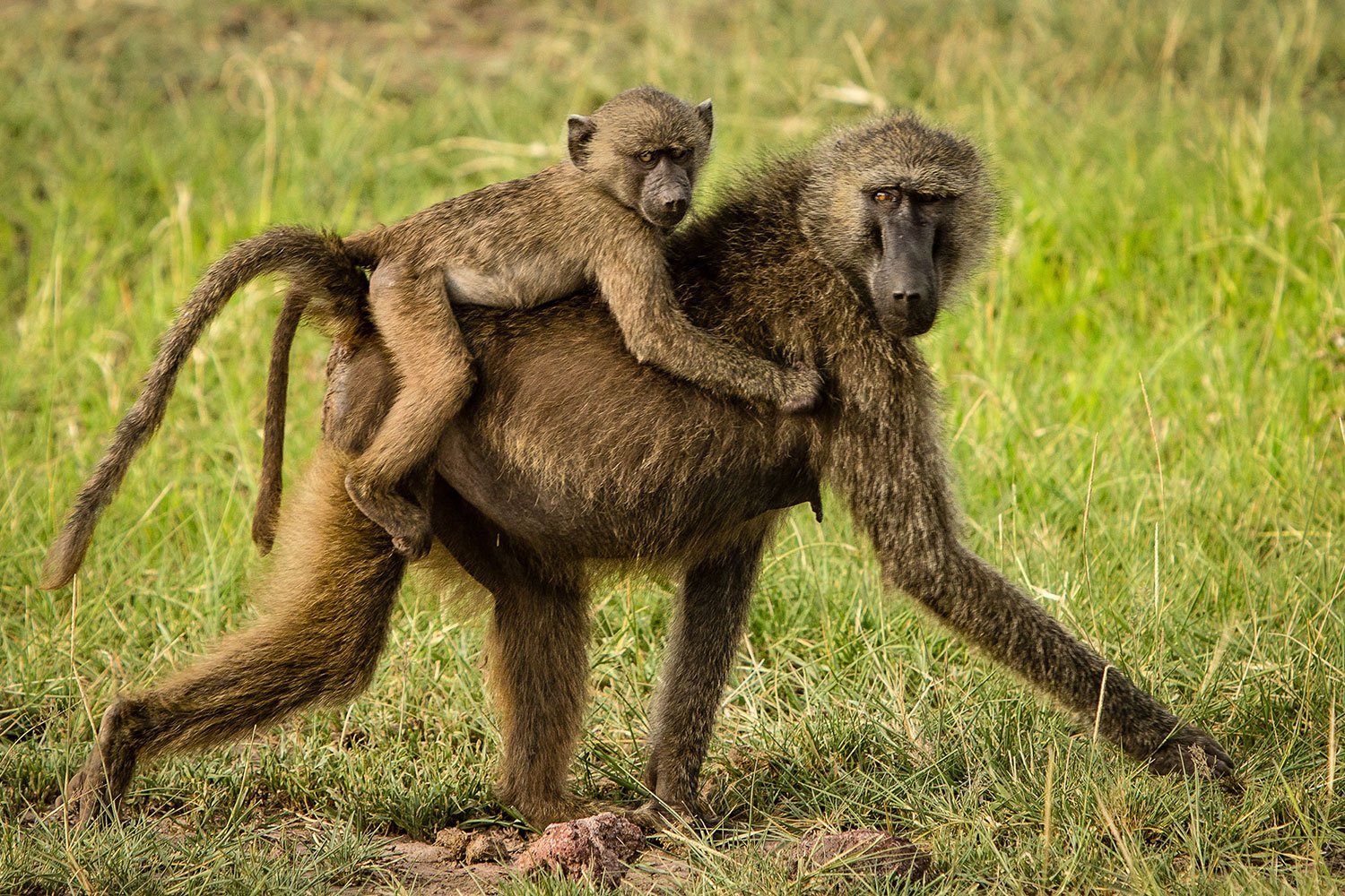 Pavianmutter mit Baby auf dem Rücken.