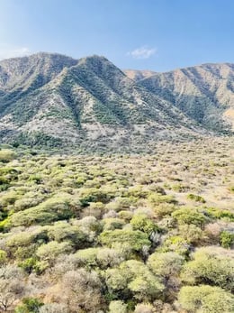 mwiba-lodge-mwiba-wildlife-reserve-tansania-afrika-privatbild28