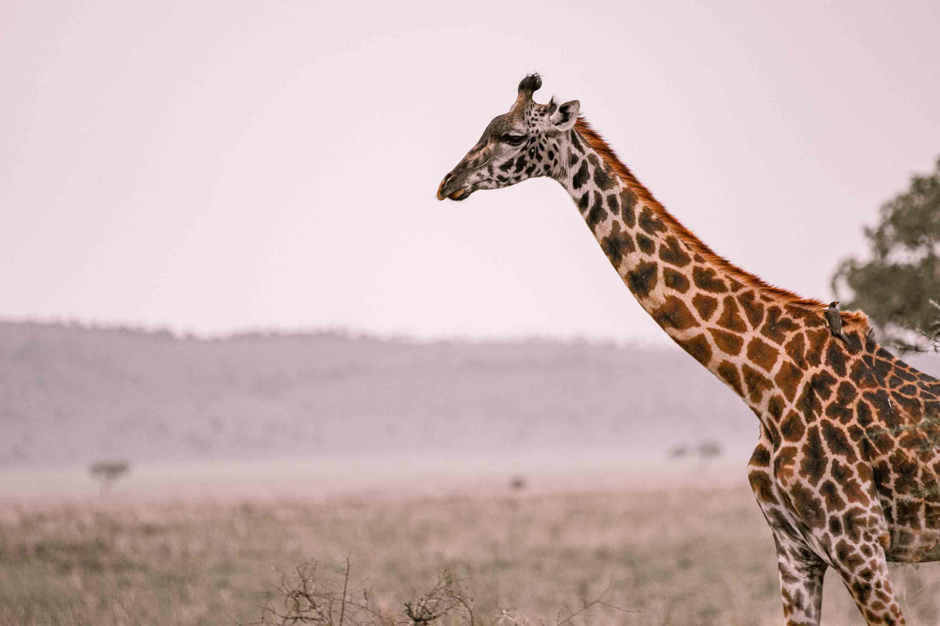 Giraffe in sanftem Licht.