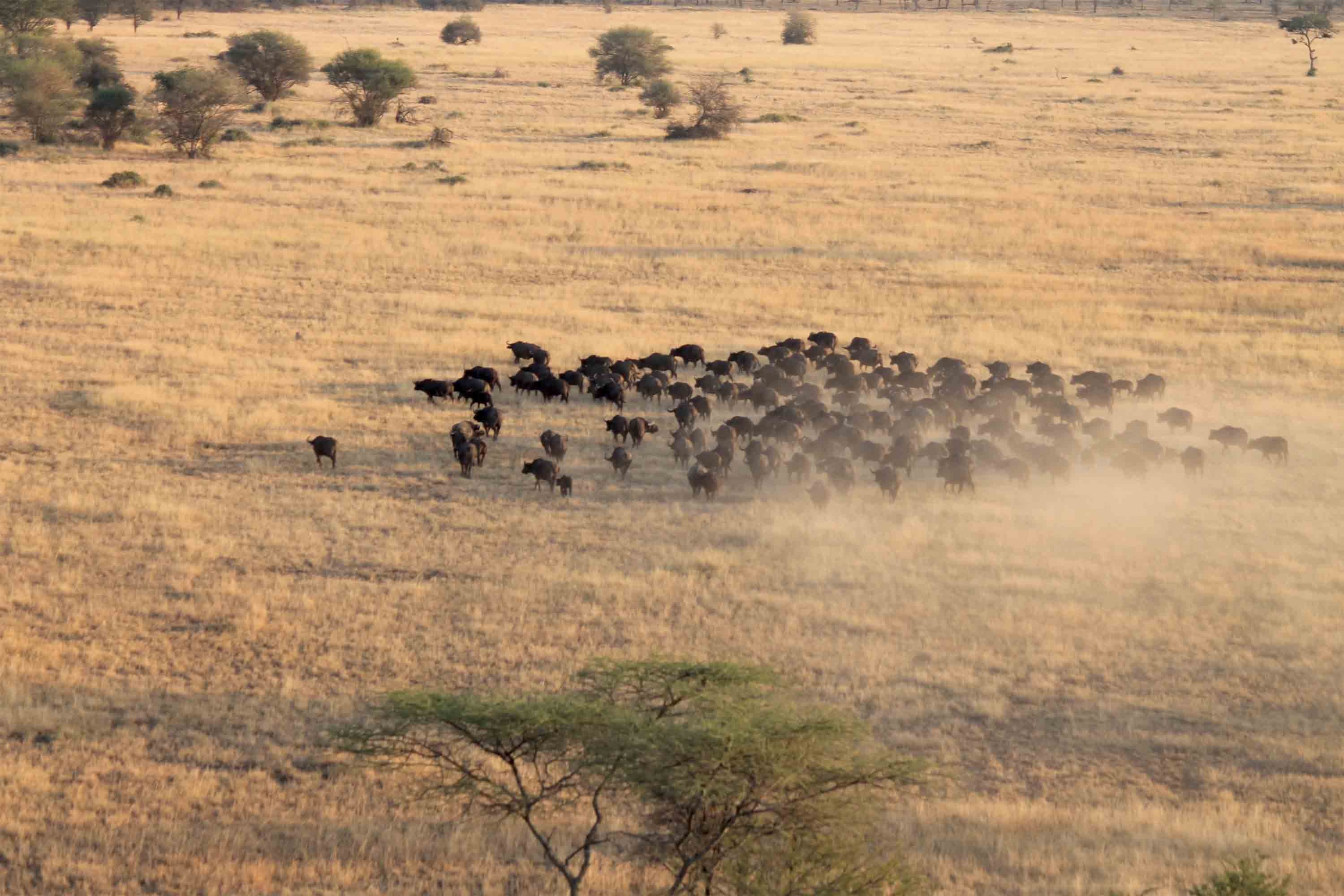 Büffelherde aus der Vogelperspektive in der Serengeti.