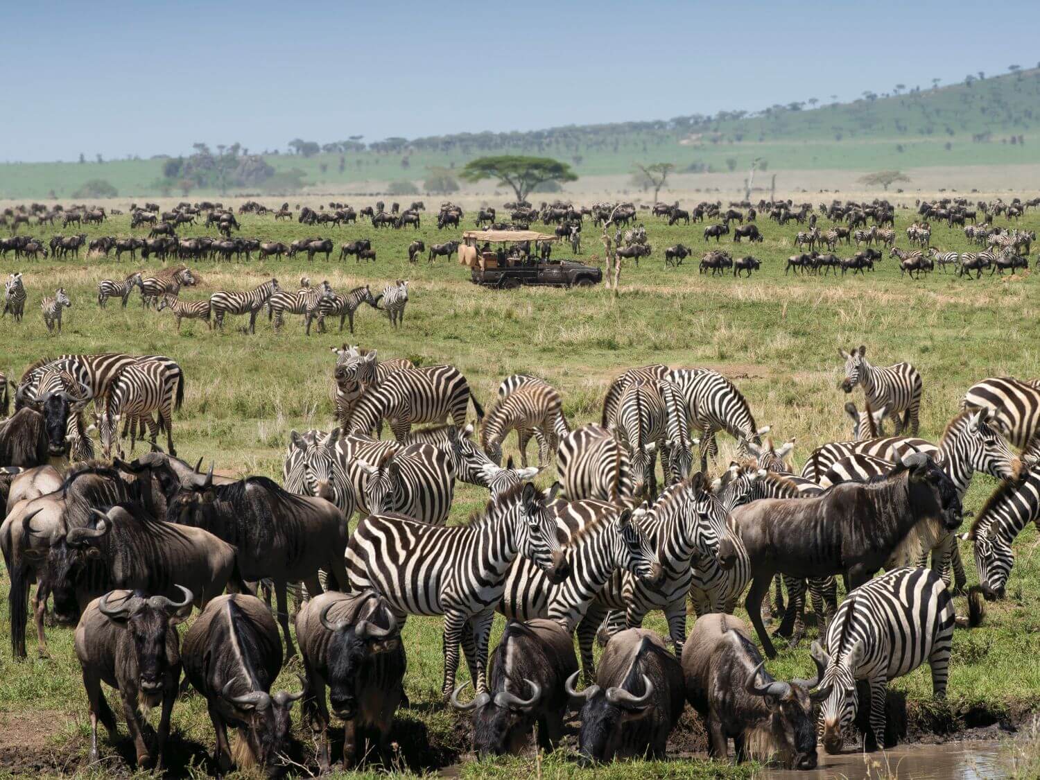 Hunderte Zebras und Gnus grasen in der Serengeti.