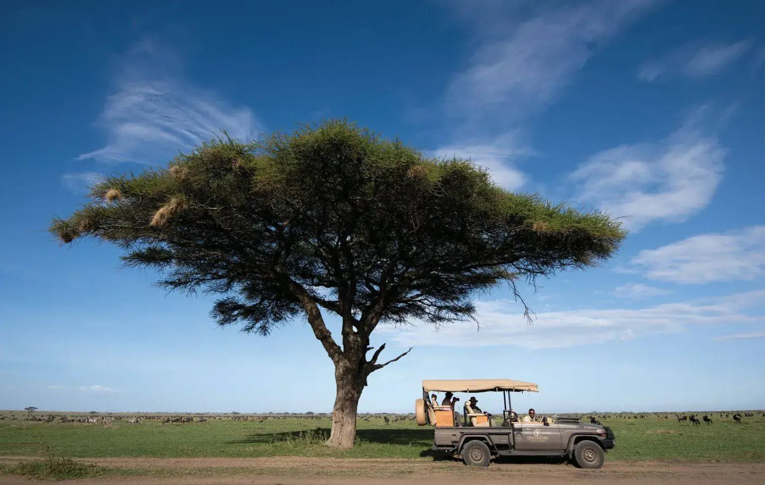 Ein Safarijeep halt unter einem Baum mit ausladender Blätterkrone.