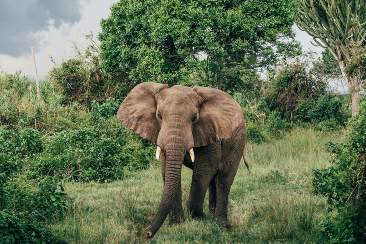 Ein Elefant läuft durch die üppige Vegetation.