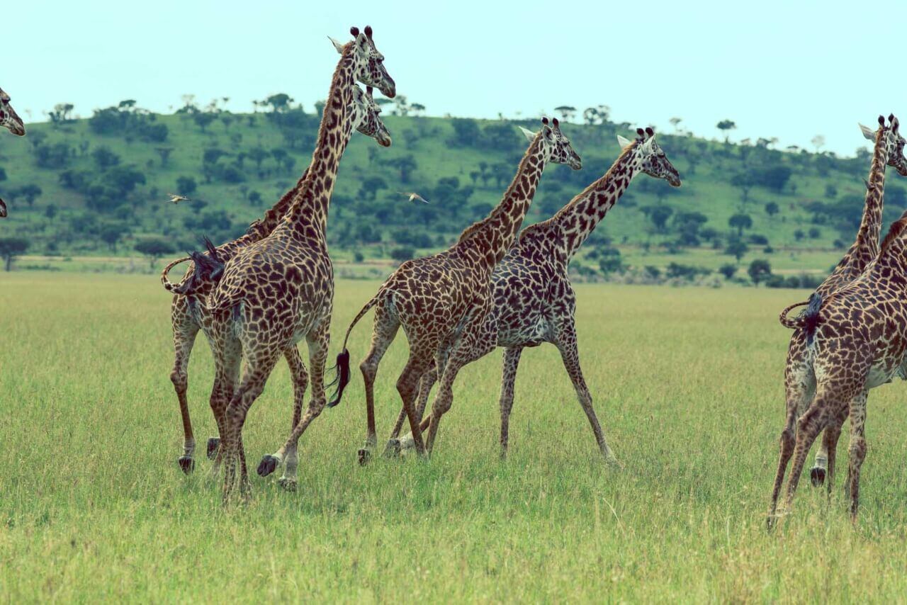 Eine Herde Giraffen läuft durch die Savanne.