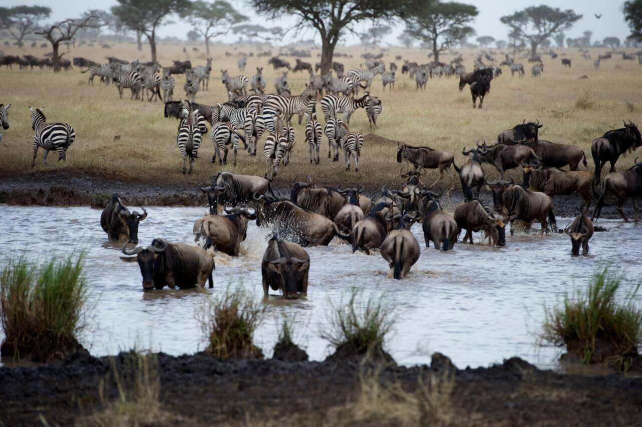 Dutzende Gnus und Zebras an und in einem Fluss.