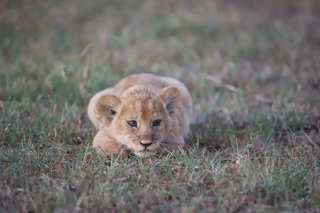 singita sasakwa 20