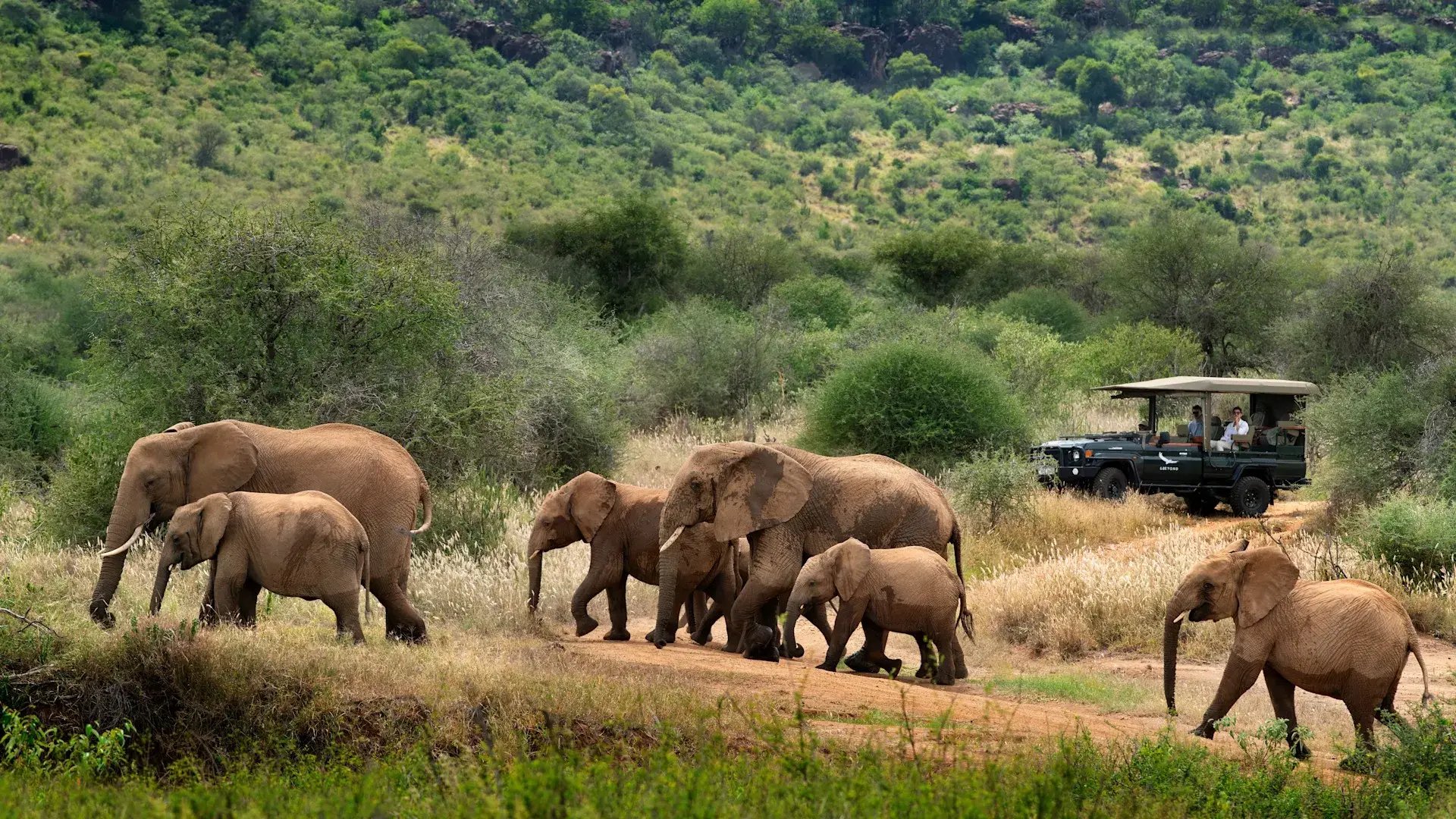 suyian-lodge-kenia-familienluxusreise-thefamilyproject-game-drive-elefanten