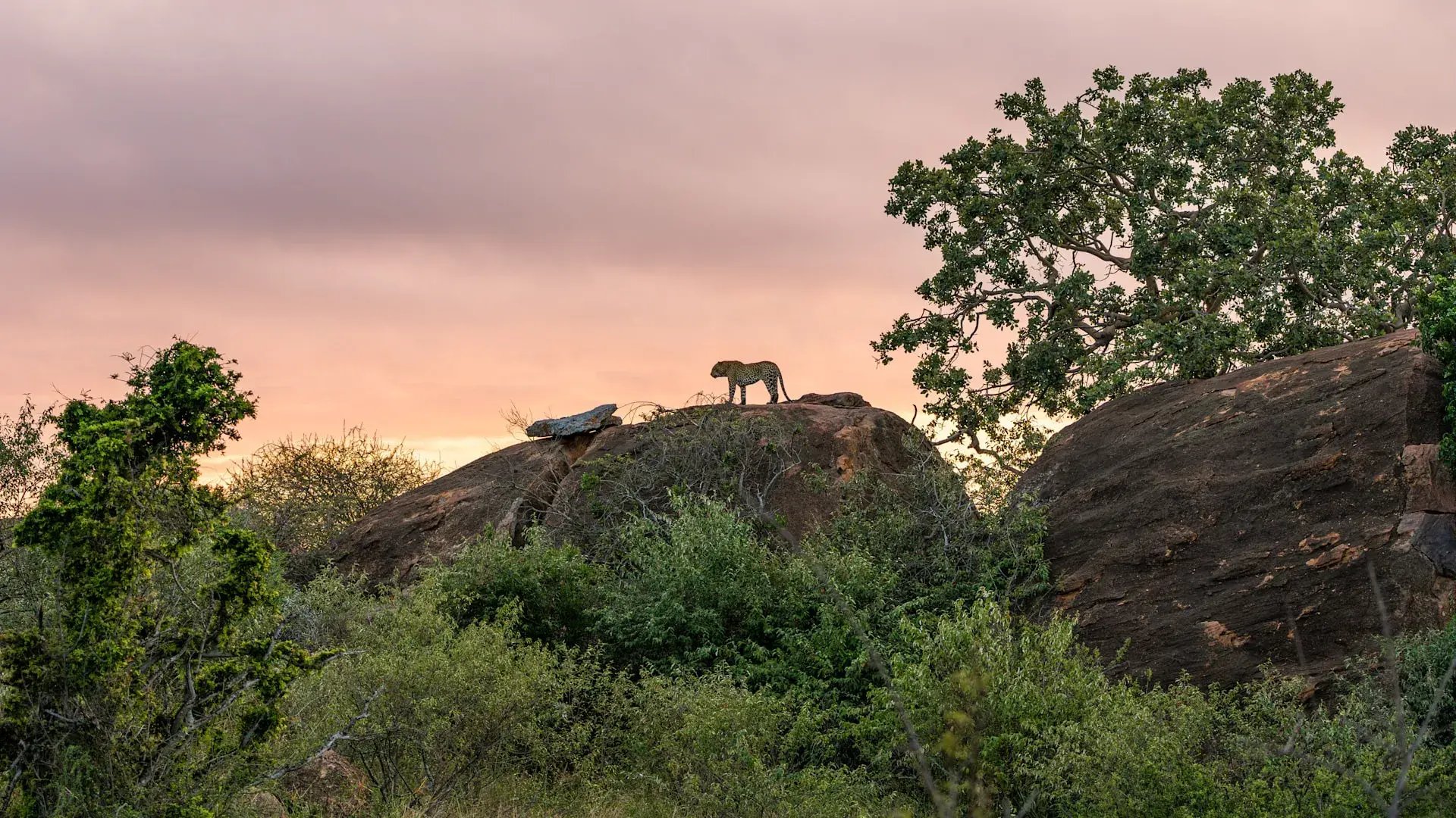 suyian-lodge-kenia-familienluxusreise-thefamilyproject-leopard-felsen