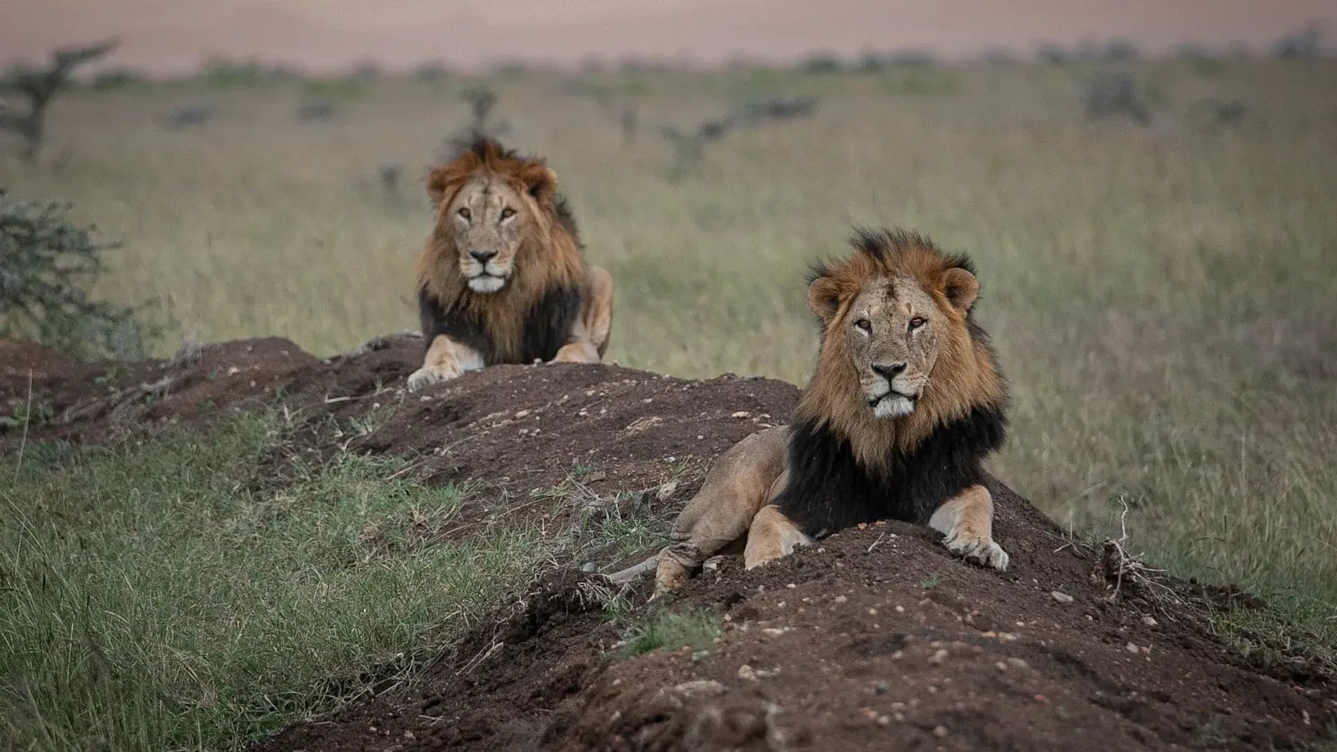 suyian-lodge-kenia-familienluxusreise-thefamilyproject-loewen