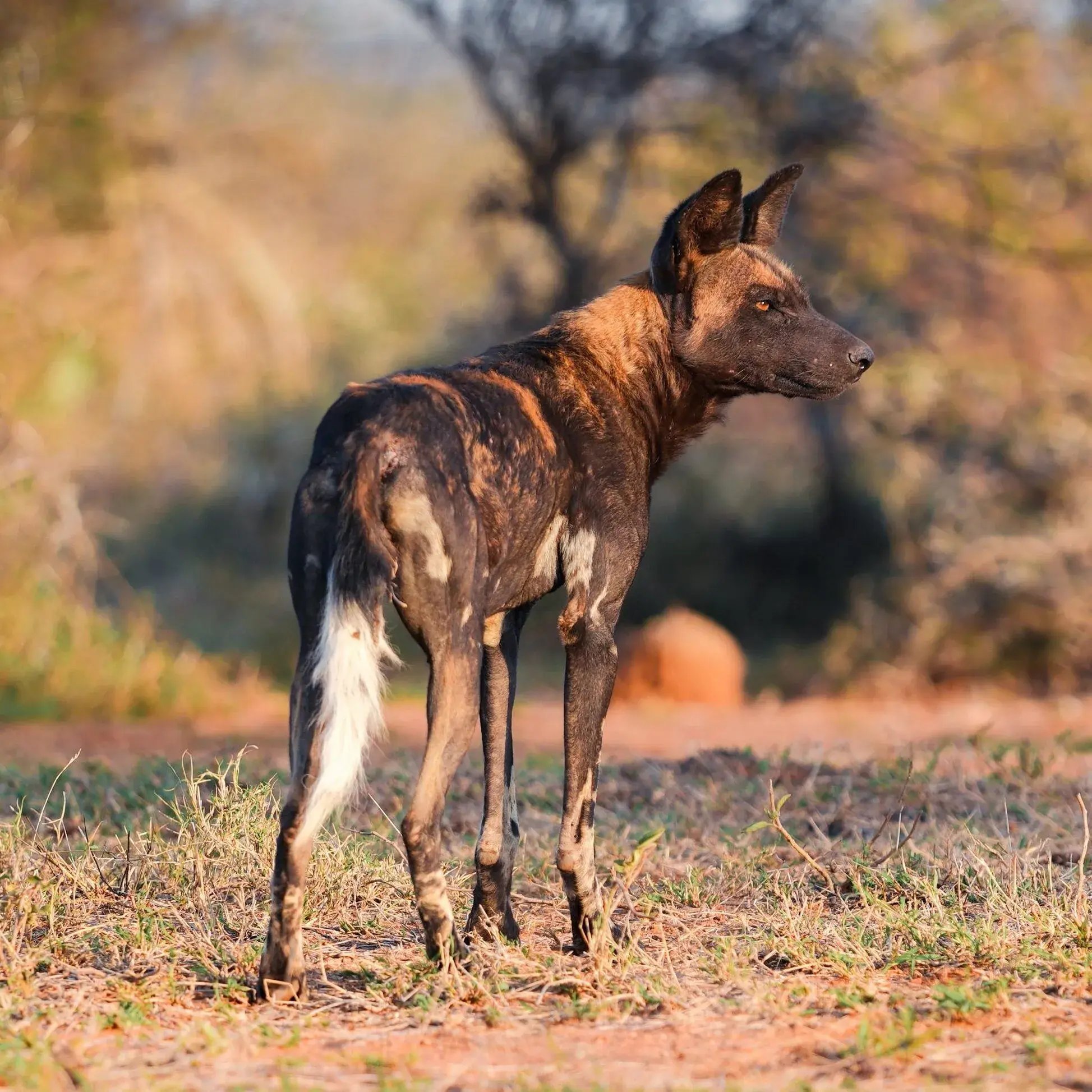 suyian-lodge-kenia-familienluxusreise-thefamilyproject-wildhund