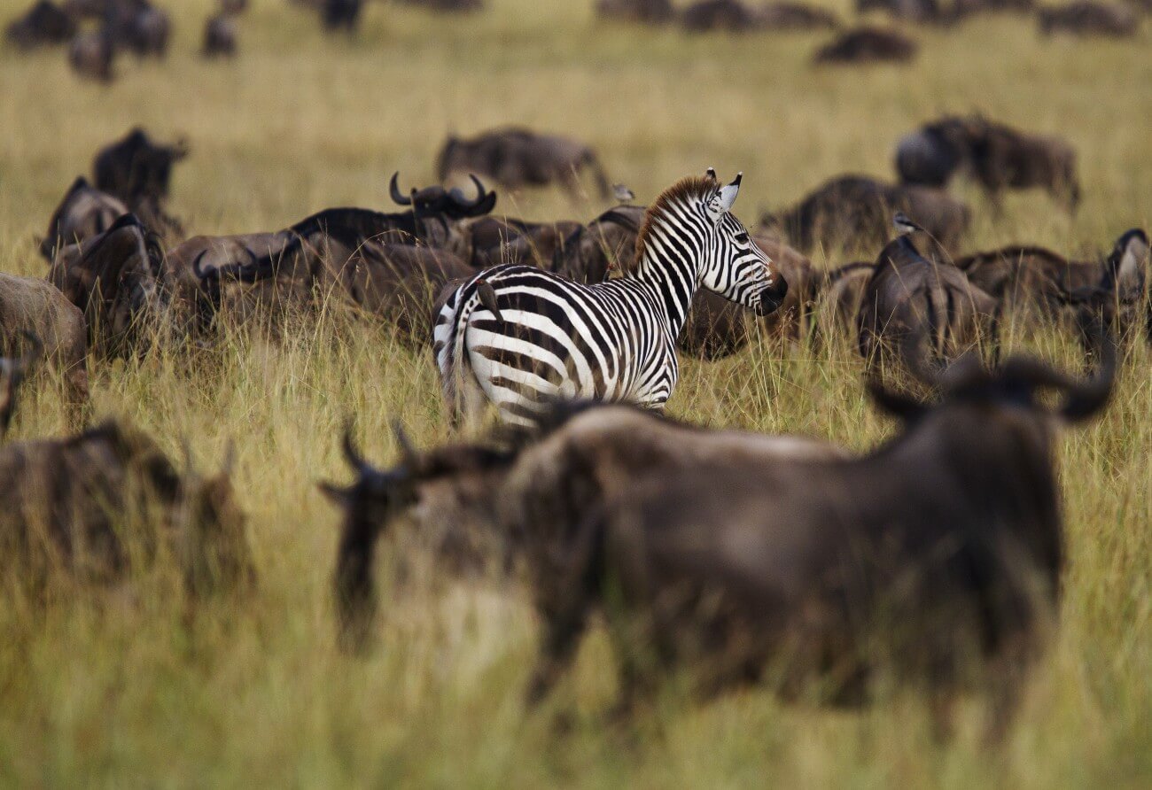 Ein Zebra steht in einer Herde Gnus.