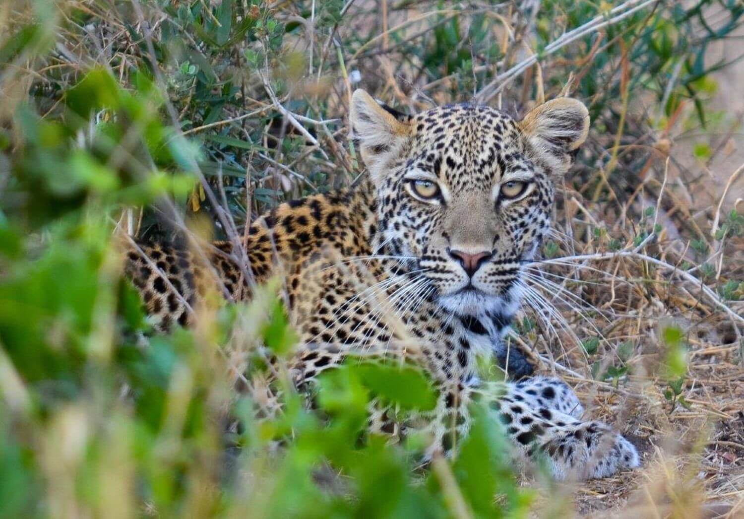 Ein Leopard liegt im Gebüsch und blickt direkt in die Kamera.
