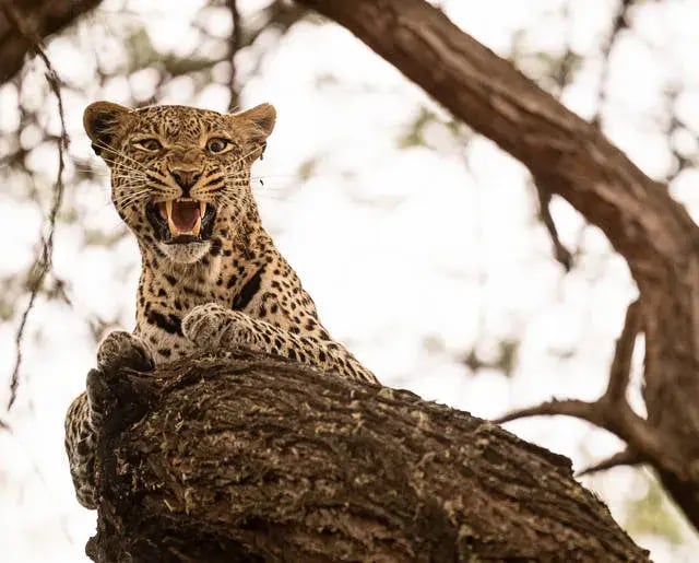 finch hattons kenia leopard