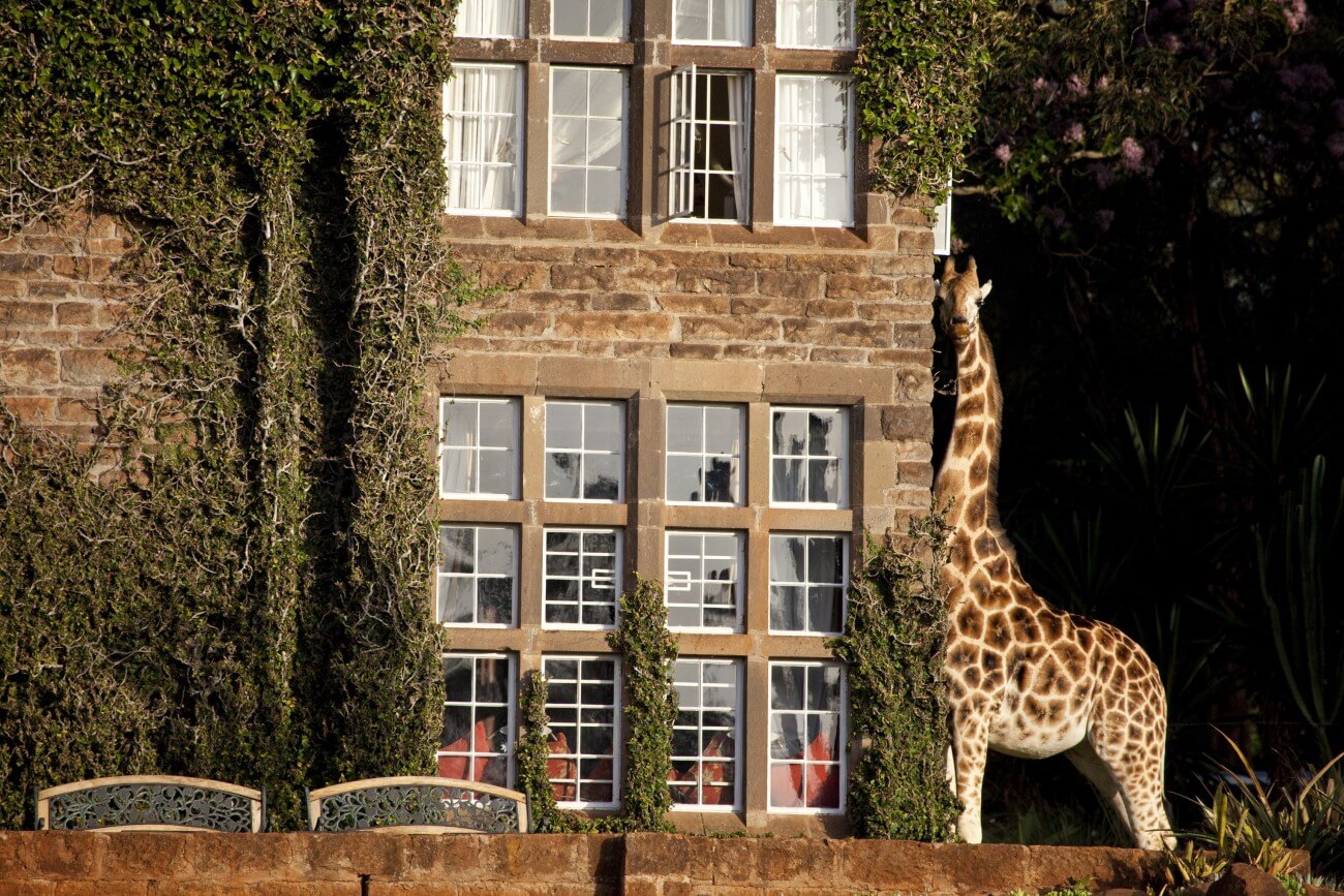 Eine Giraffe steht neben einem Haus, sie reicht bis zum 1. Stock.