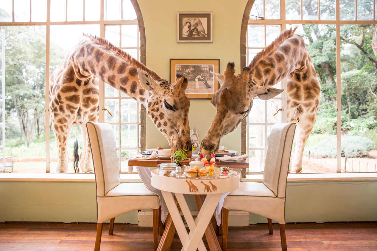 Zwei Giraffen stecken ihre lange Hälse durch zwei Fenster und fressen von einem gedeckten Tisch.