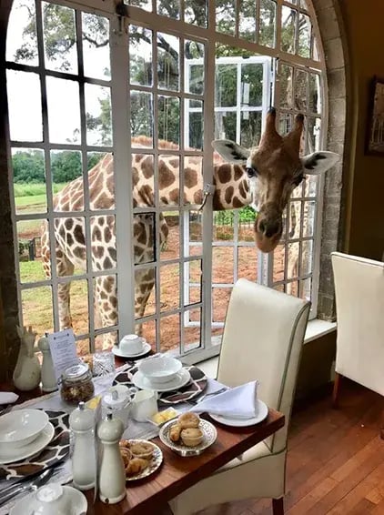 giraffe manor hotel kenia afrika the family project luxus giraffen fruhstuck