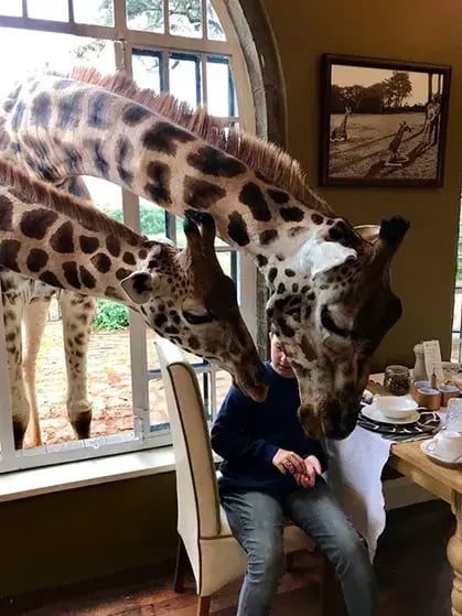 giraffe manor hotel kenia afrika the family project luxus giraffen kind futtern
