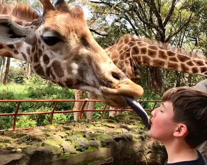 giraffe manor hotel kenia afrika the family project luxus giraffen kind kuss