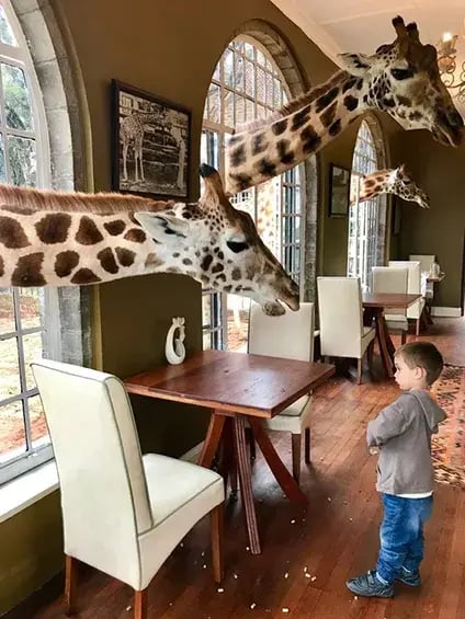 giraffe manor hotel kenia afrika the family project luxus giraffen kind speiseraum