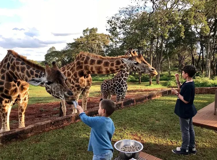 giraffe manor hotel kenia afrika the family project luxus giraffen kinder giraffen futtern