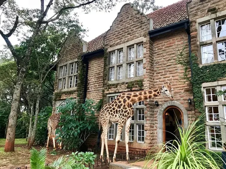 giraffe manor hotel kenia afrika the family project luxus giraffen vor haus